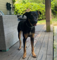 Adopter  chien : Atos