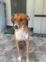 Adopter  chien : Rafa