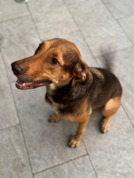 Adopter  chien : Duchesse