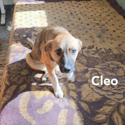 Adopter Cleo