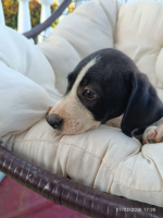 Adopter  chien : Fizz