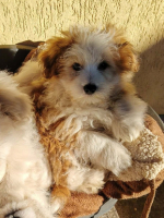 Adopter  chien : Rainbow