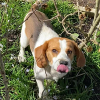 Adopter  chien : Ubac