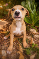 Adopter  chien : Nova