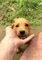 Adopter  chien : Saphir