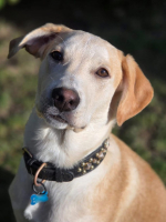 Adopter  chien : Grenache