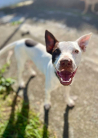 Adopter  chien : Neo