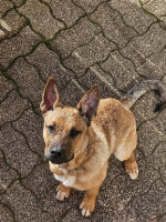 Adopter  chien : Bowie