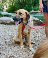 Adopter  chien : Caracol