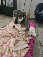 Adopter  chien : Vasko