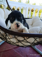 Adopter  chien : Pato