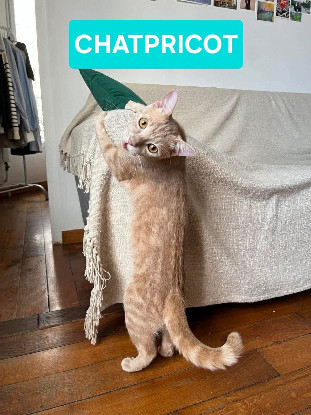 Adopter Chatpricot