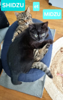 Adopter  chat : Shidzu et midzu
