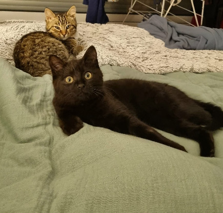 Adoption Shidzu et midzu