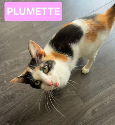 Adopter Plumette