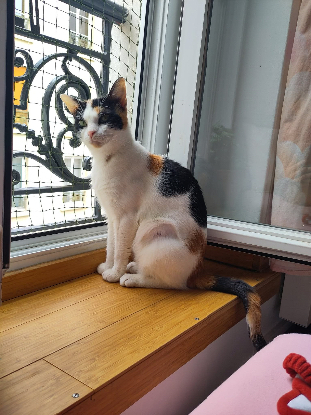 Adopter Plumette