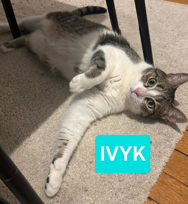Adopter Ivyk