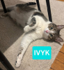 Ivyk