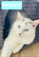 Adopter  chat : Frigost