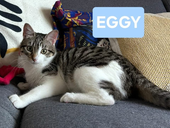 Adopter Eggy