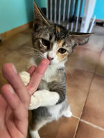 Adopter  chat : Dakatine