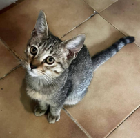 Adopter  chat : Aston