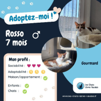Adopter  chat : Rosso