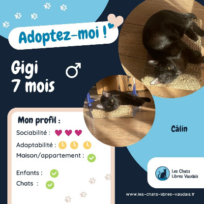 Adopter Gigi