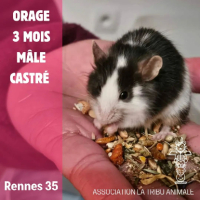 Adopter  NAC : Orage
