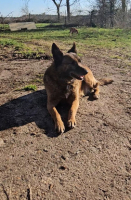 Adopter  chien : Falya