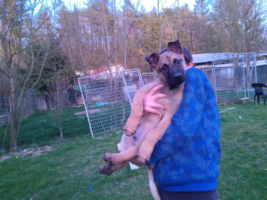 Adopter  chien : Anko