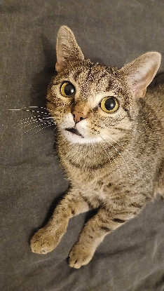 Adopter Mia et mochi