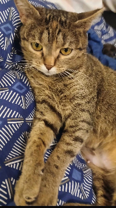 Adopter Mia et mochi