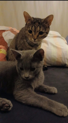 Adoption Mia et mochi