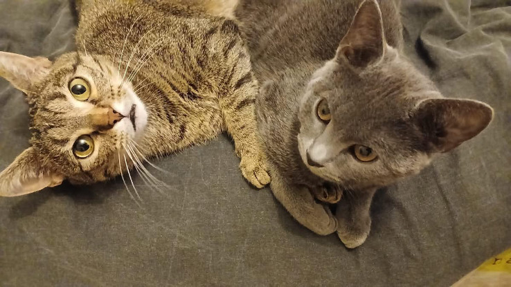 Adoption Mia et mochi