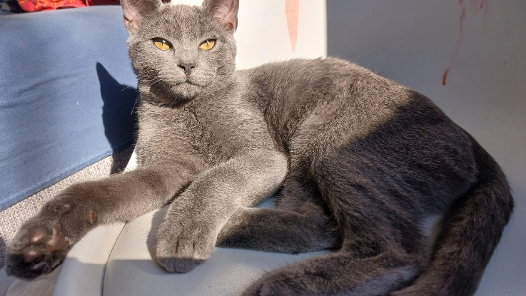 Adopter Mia et mochi