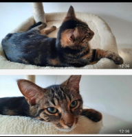 Adopter  chat : Zoltan