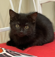 Adopter  chat : Brandie