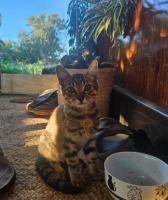 Adopter  chat : Gribouillon