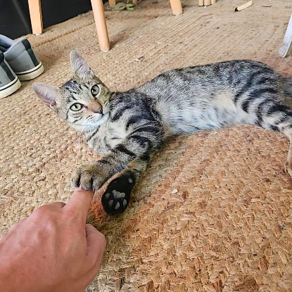 Adoption Gribouillon