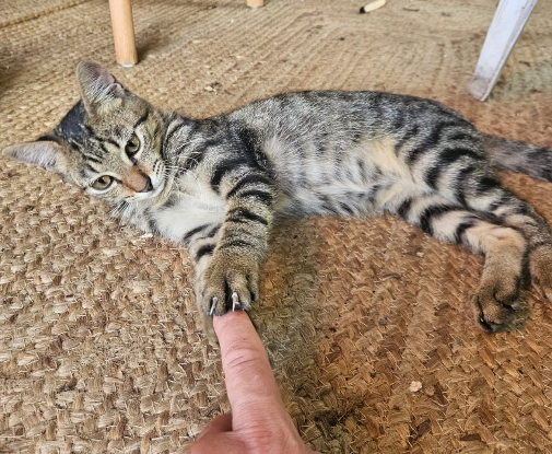 Adoption Gribouillon