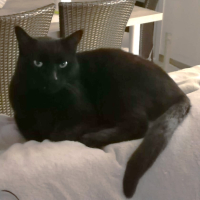 Adopter  chat : Zorro