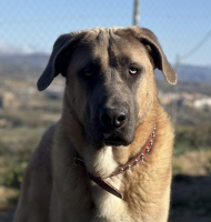 Adopter  chien : Zeus