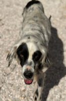 Adopter  chien : Bili