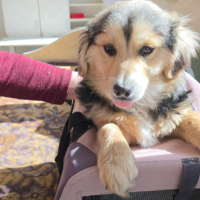 Adopter  chien : Charlie