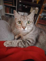 Adopter  chat : Winoma