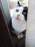 Adopter  chat : Lilou