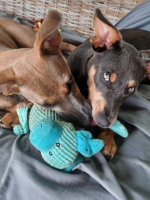 Adopter  chien : Smily