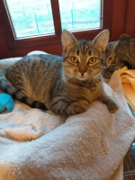 Adopter  chat : Arone