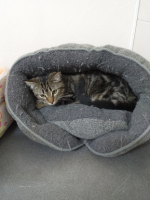 Adopter  chat : Ambre